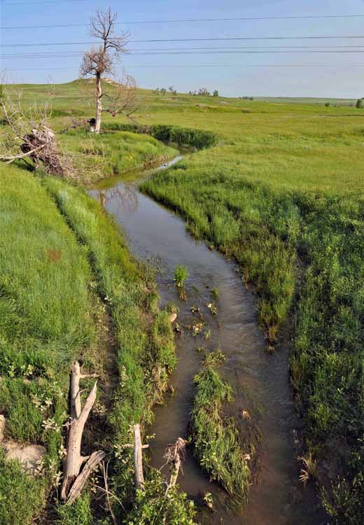 stream and tree